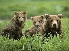 Curious Cubs and Mom